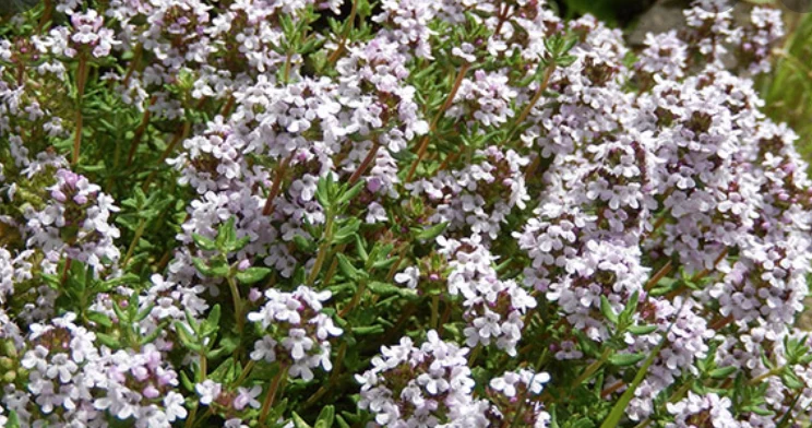 Phytotherapy — Procedure