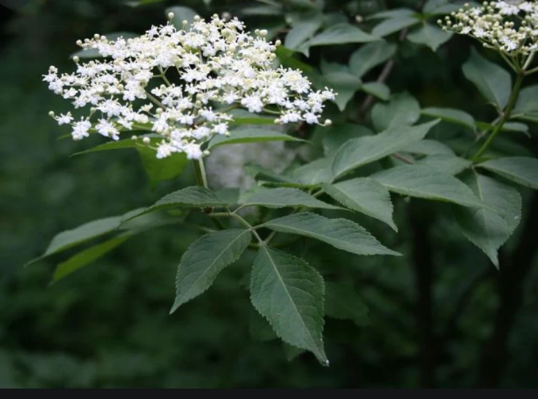 Phytotherapy — Procedure