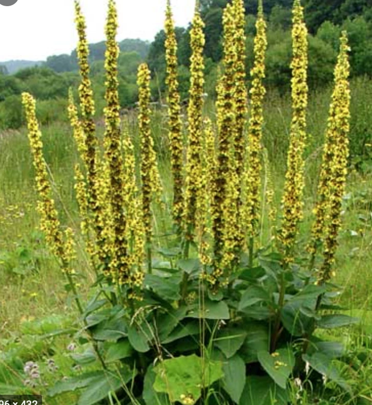Phytotherapy — For cough