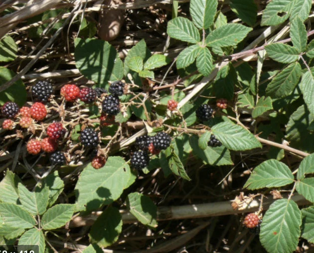 Phytotherapy — Laxative