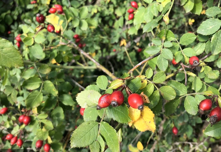 Phytotherapy — Laryngitis