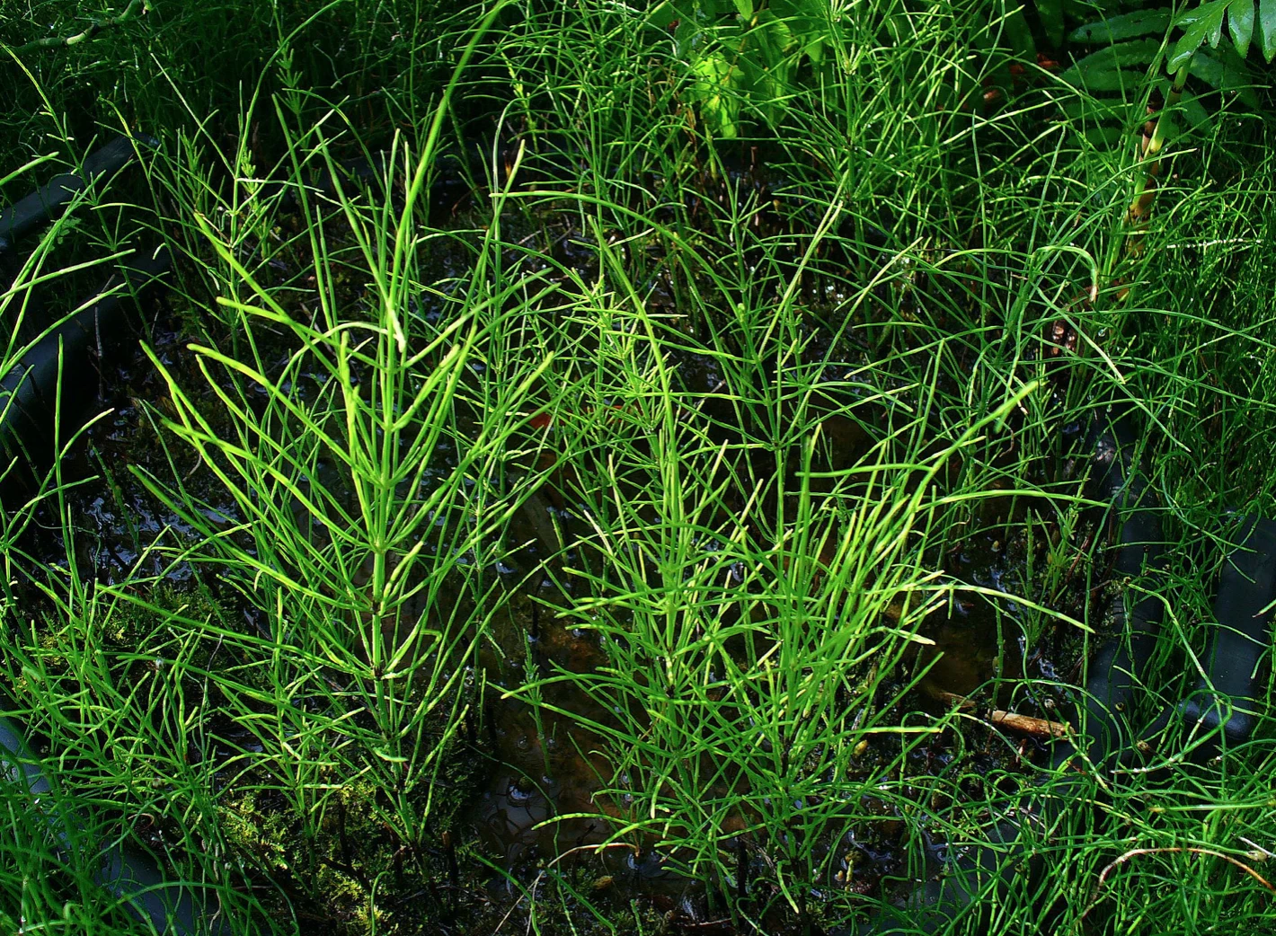 Phytotherapy — Laryngitis