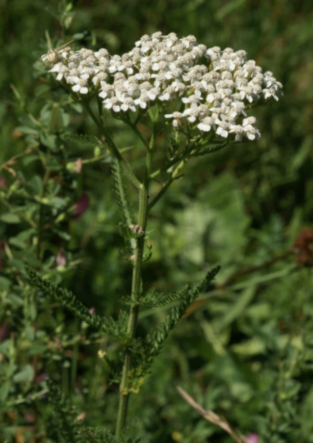 Phytotherapy — Astringent