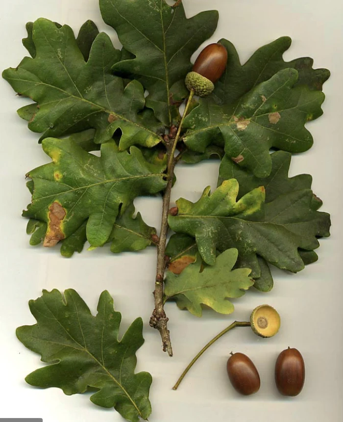 Phytotherapy — Astringent