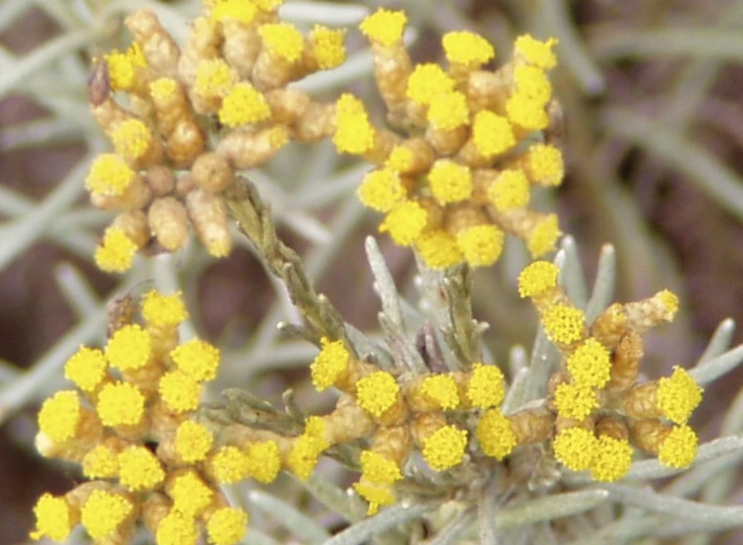 Phytotherapy — Colds