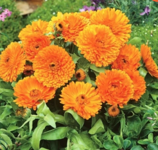 Phytotherapy — External Use