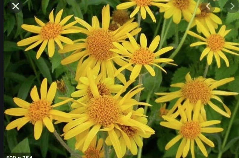 Phytotherapy — Method of Preparation of Ointments