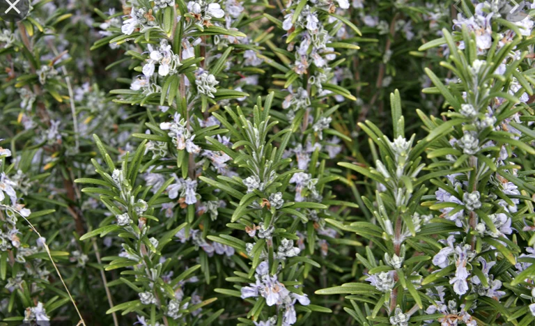 Phytotherapy — Method of Preparation of Ointments