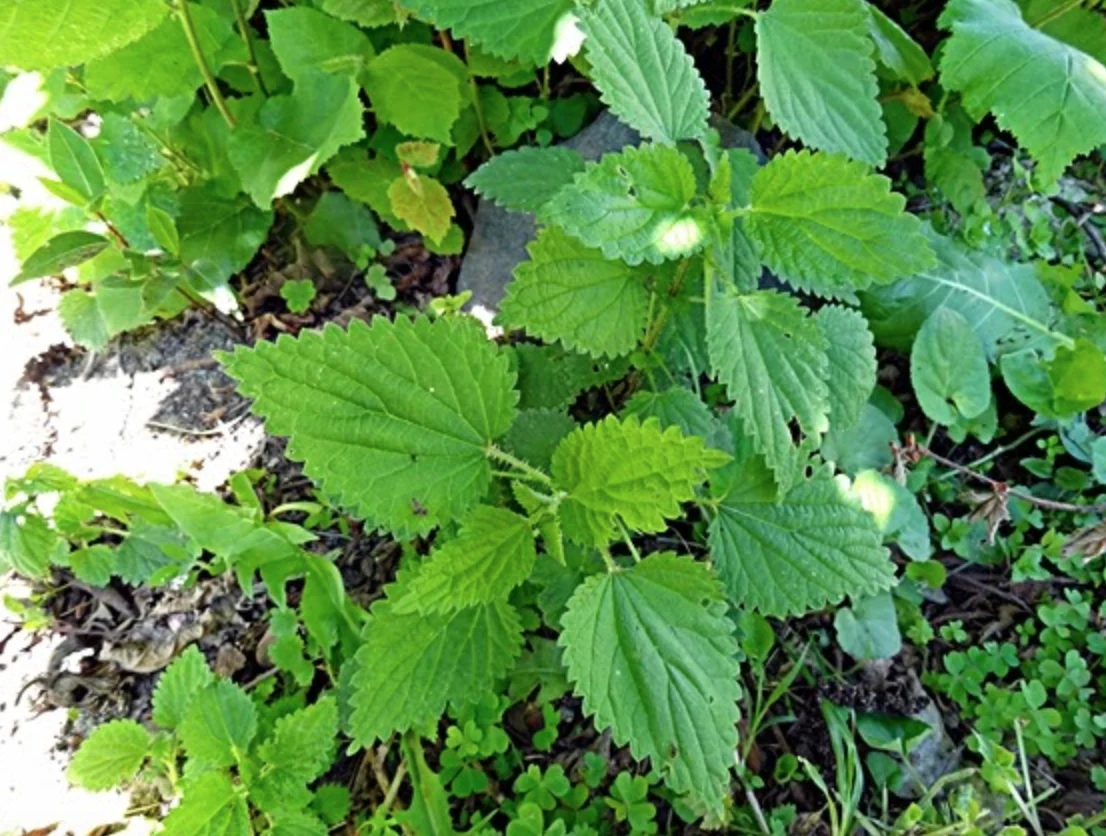 Phytotherapy — Preparation