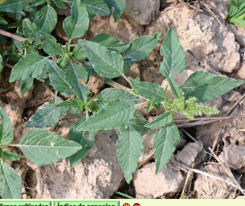 Phytotherapy — Preparation