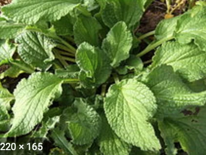 Phytotherapy — Preparation