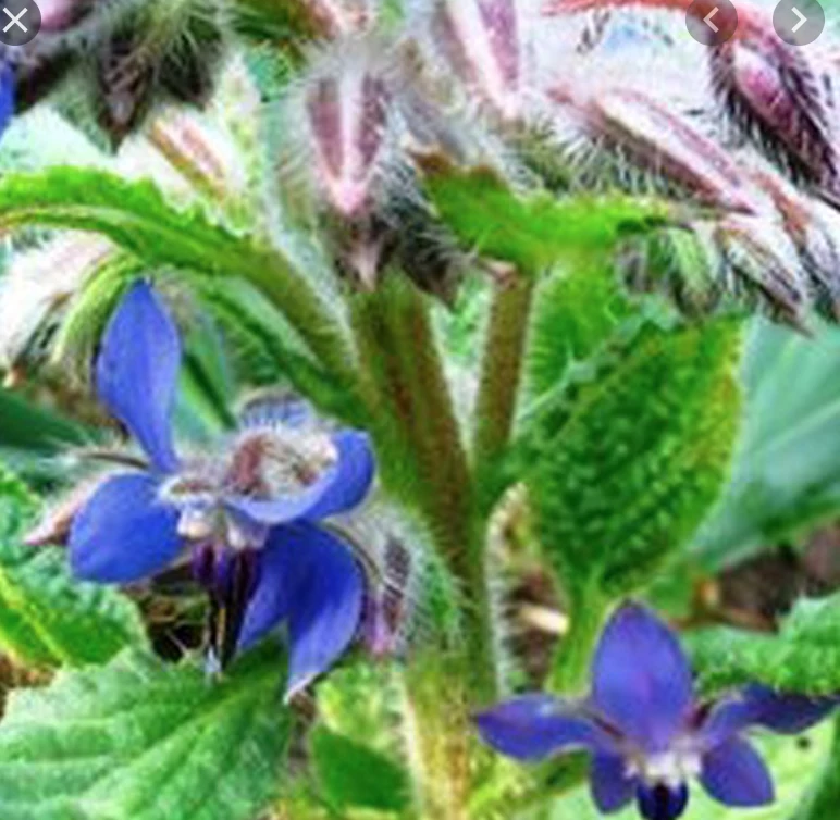 Phytotherapy — Preparation