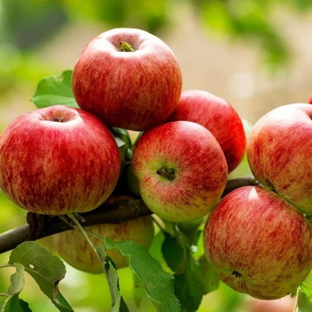 Organic Roots Organic Himachal Apples - Pack of 5