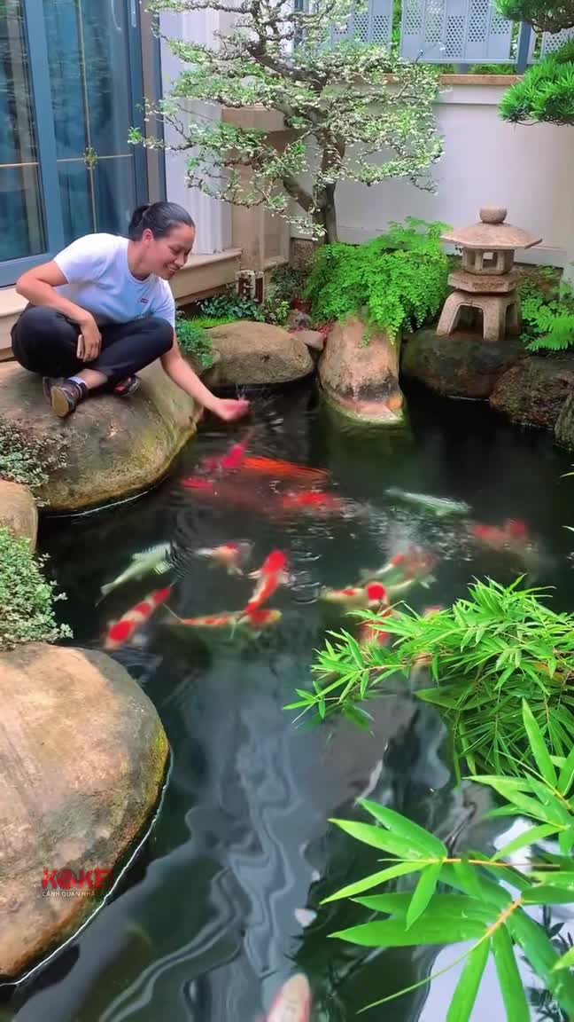 Kỹ thuật chăm sóc Hồ Koi