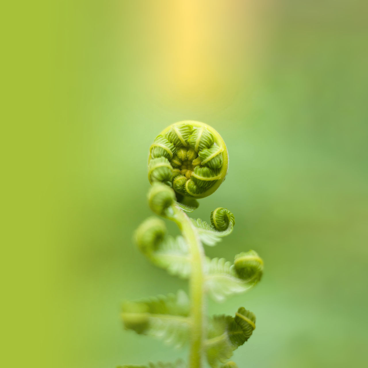 <h1>Professional Growth Cycle&nbsp;</h1>