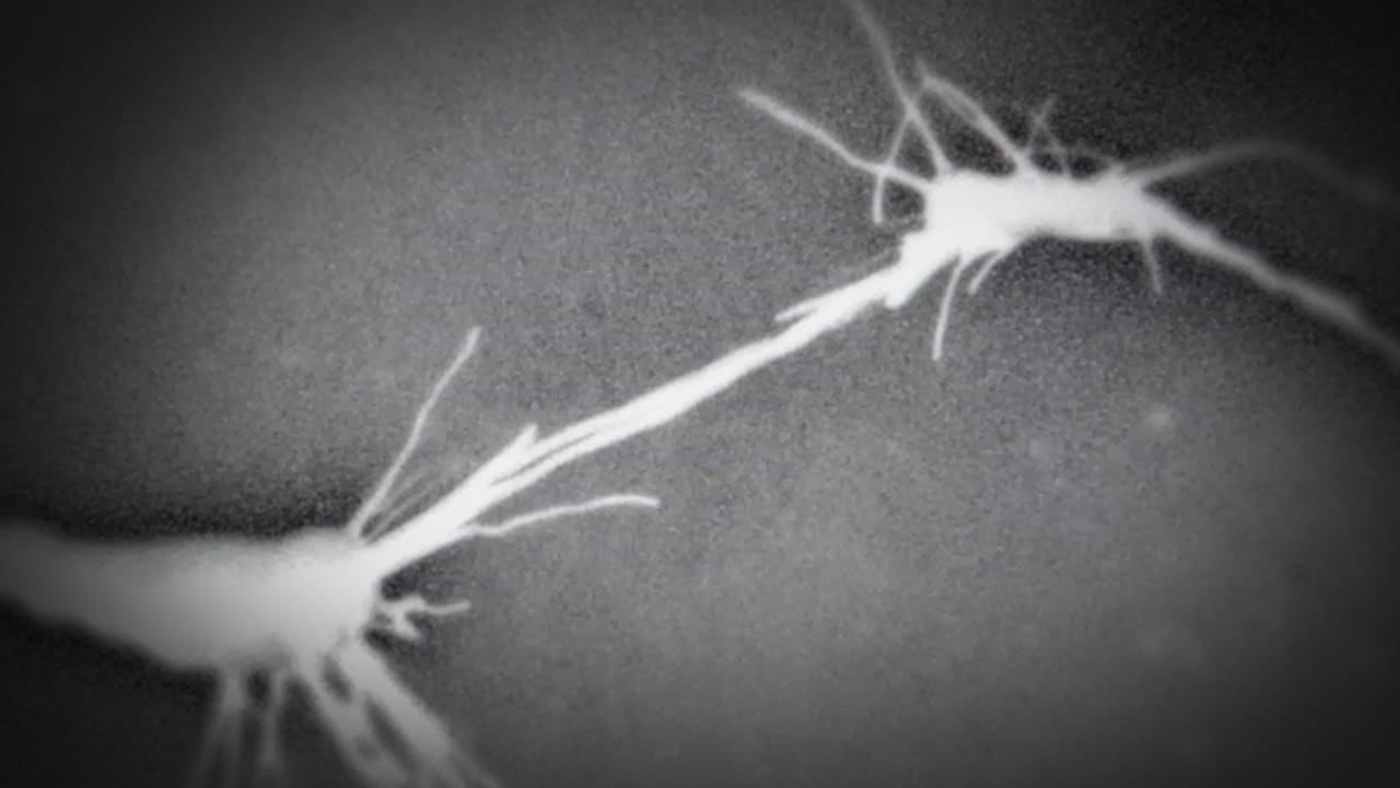 Setting young brains up to take the next leap in their learning.