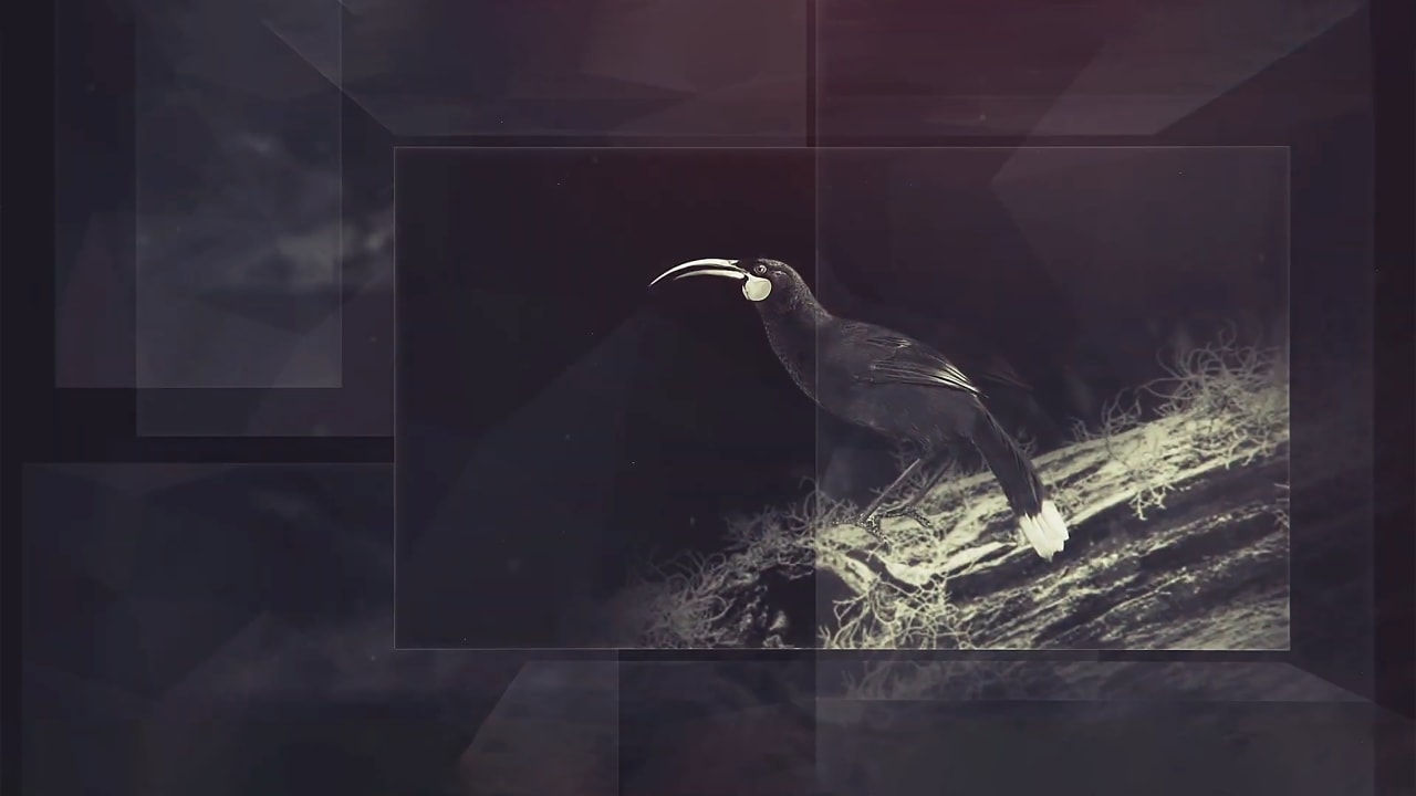 The importance of Rauhuia