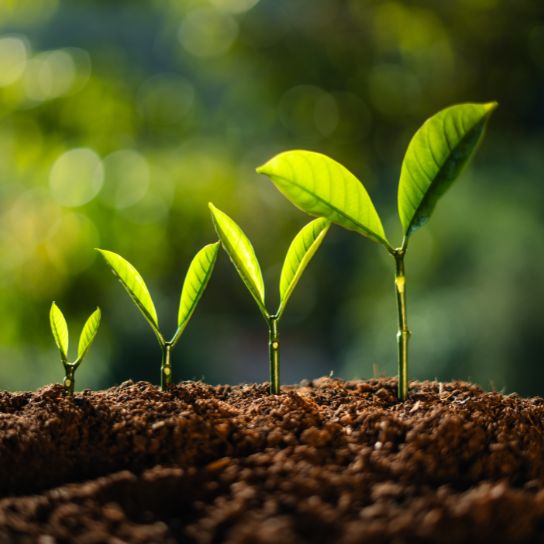 The green shoots of growth - a representation of sales growth.