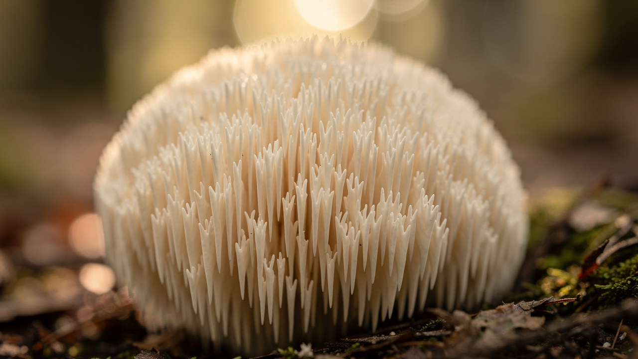 Macro photograph of Hericium erinaceus lion’s mane mushroom showing characteristic cascading white spines