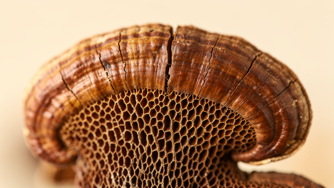 Macro photography of dried reishi mushroom Ganoderma lucidum, close up texture