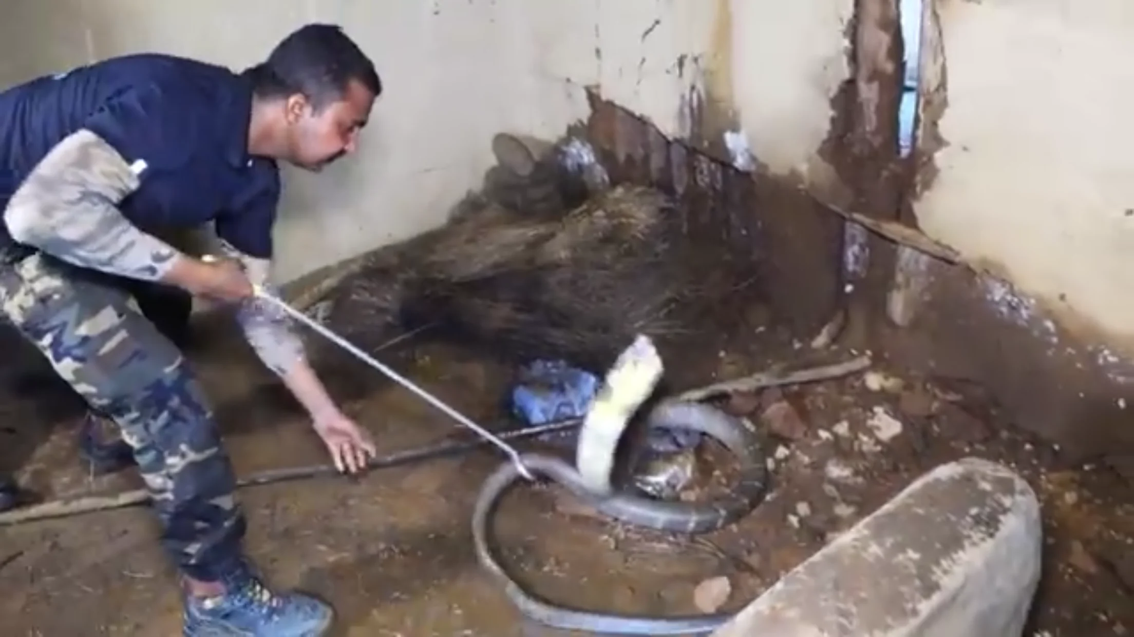 10 king cobras found near Mount Everest in Kathmandu