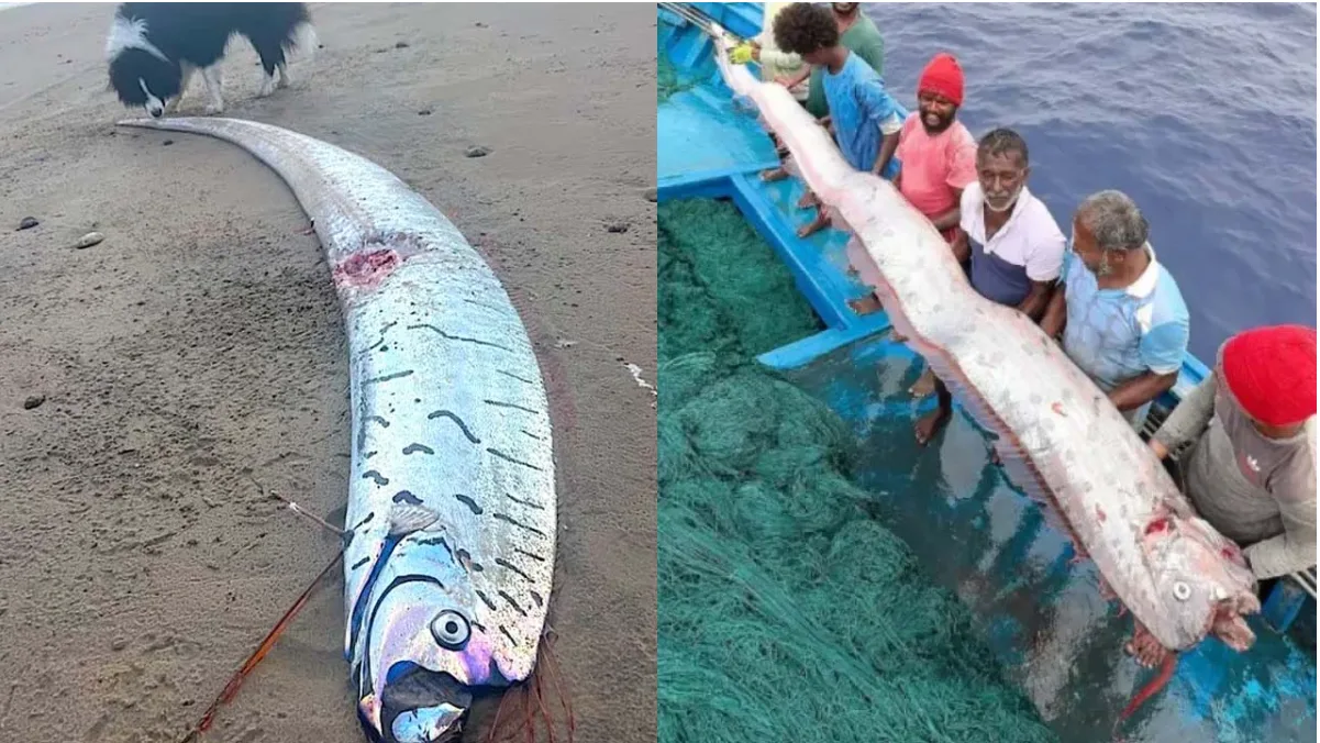 "Doomsday Fish Sightings: What Oarfish Really Tell Us, According to Science"