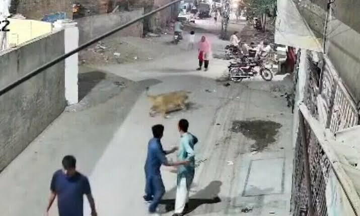 Terrifying Escape: Pet Lion Leaps Over Wall, Mauls Woman and Children in Lahore