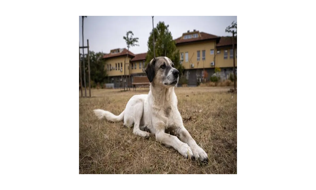 India's Stray Dog Crisis: A Case Study on the Supreme Court Ruling and the Conflict of Public Health vs. Animal Rights