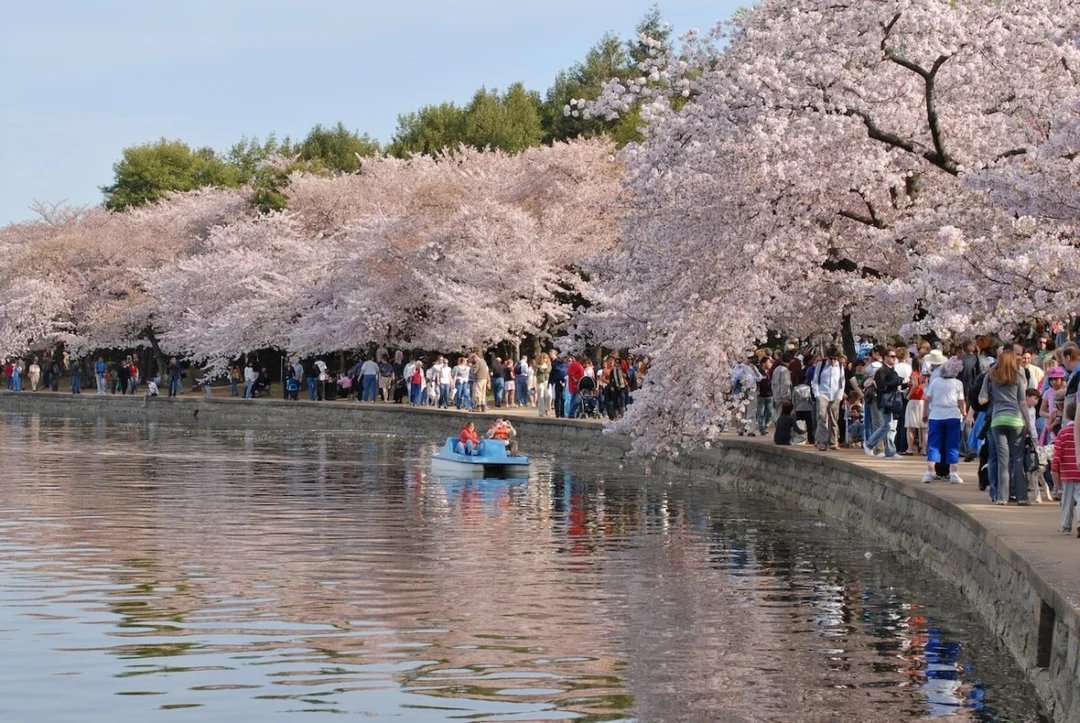 Denver Cherry Blossom Festival 2027 (53e édition)