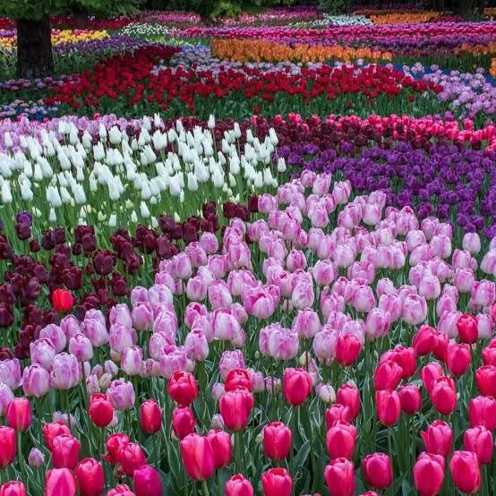 Skagit Valley Tulip Festival 2027
