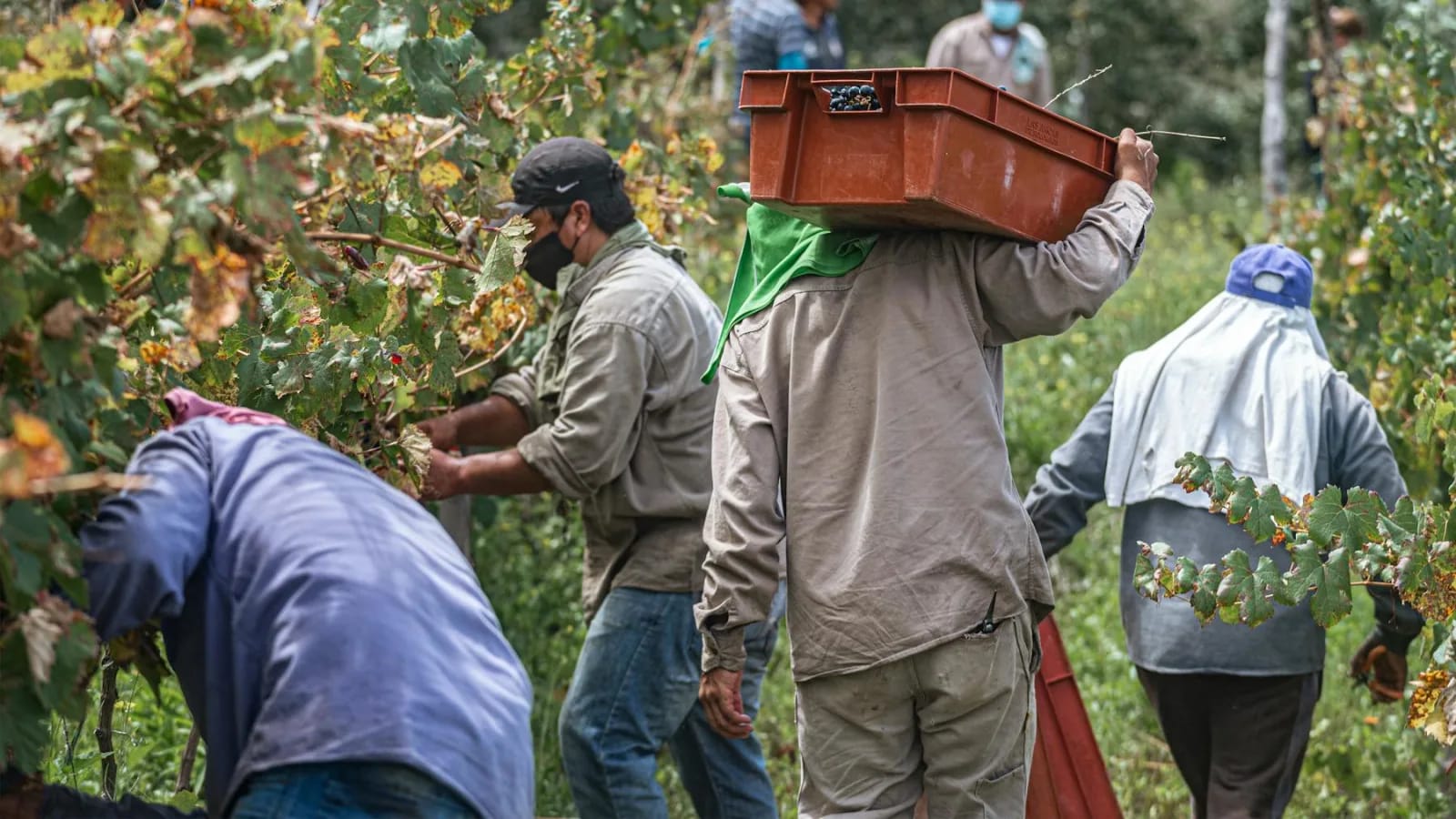 Personas vendimiando uvas en un viñedo