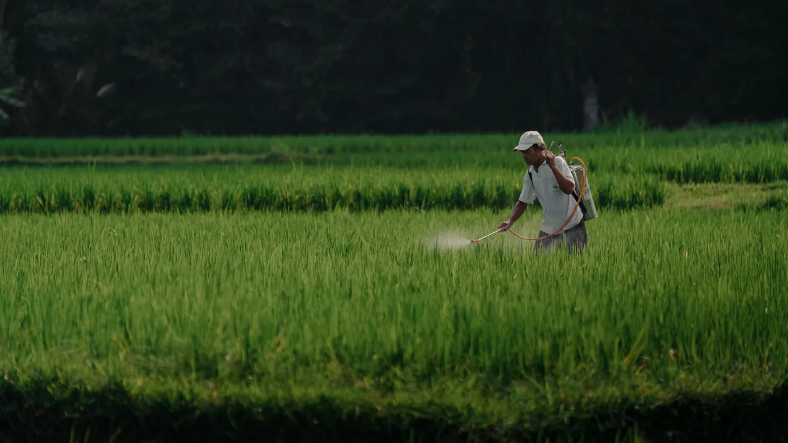 Trabajador agrícola aplicando tratamiento fitosanitario en un cultivo