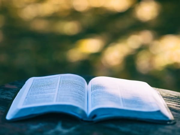 Un libro abierto descansando al aire libre sobre el césped bajo la luz cálida del sol.