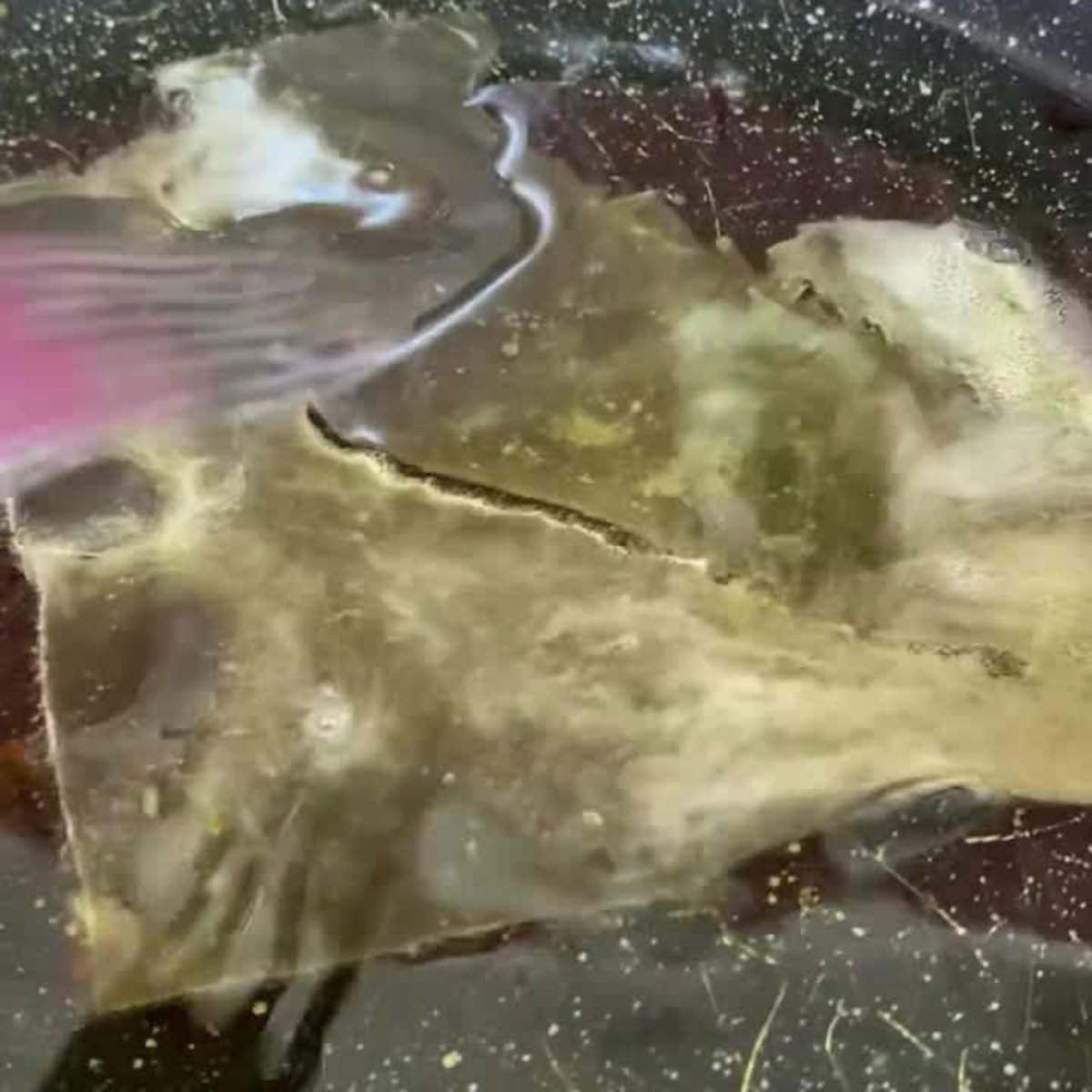 Original reel