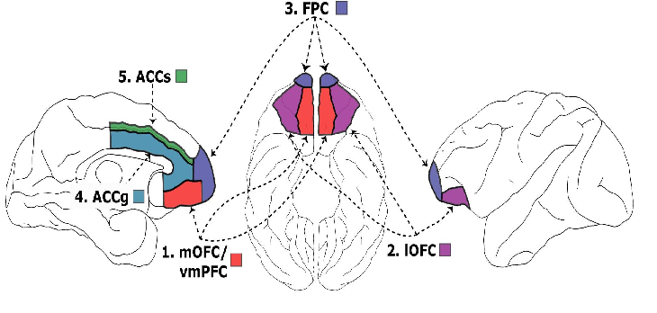 Prefrontal and cingulate brain areas for decision-making and social interaction