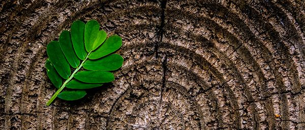 Green leaf on wooden stump