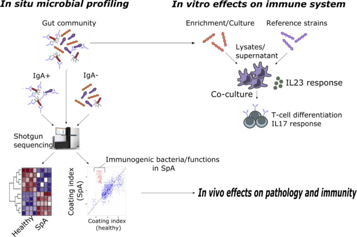 IAMC scheme