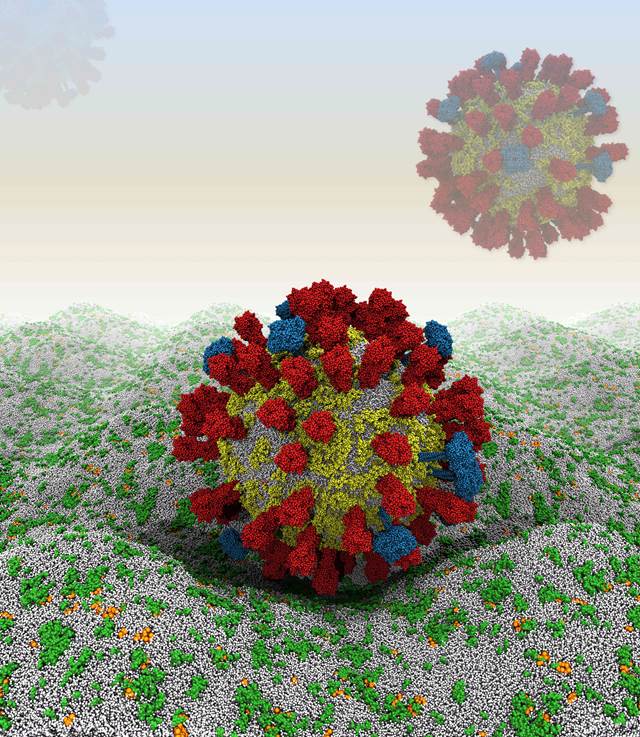 Influenza A virion on a mammalian plasma membrane