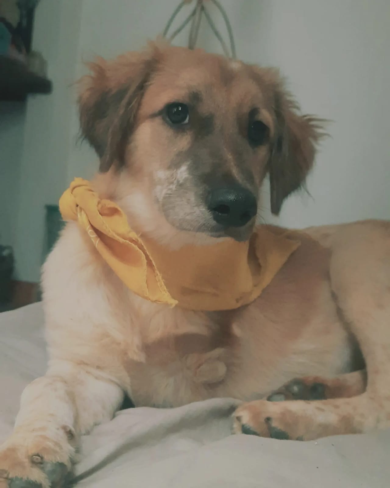 Meli cachorra