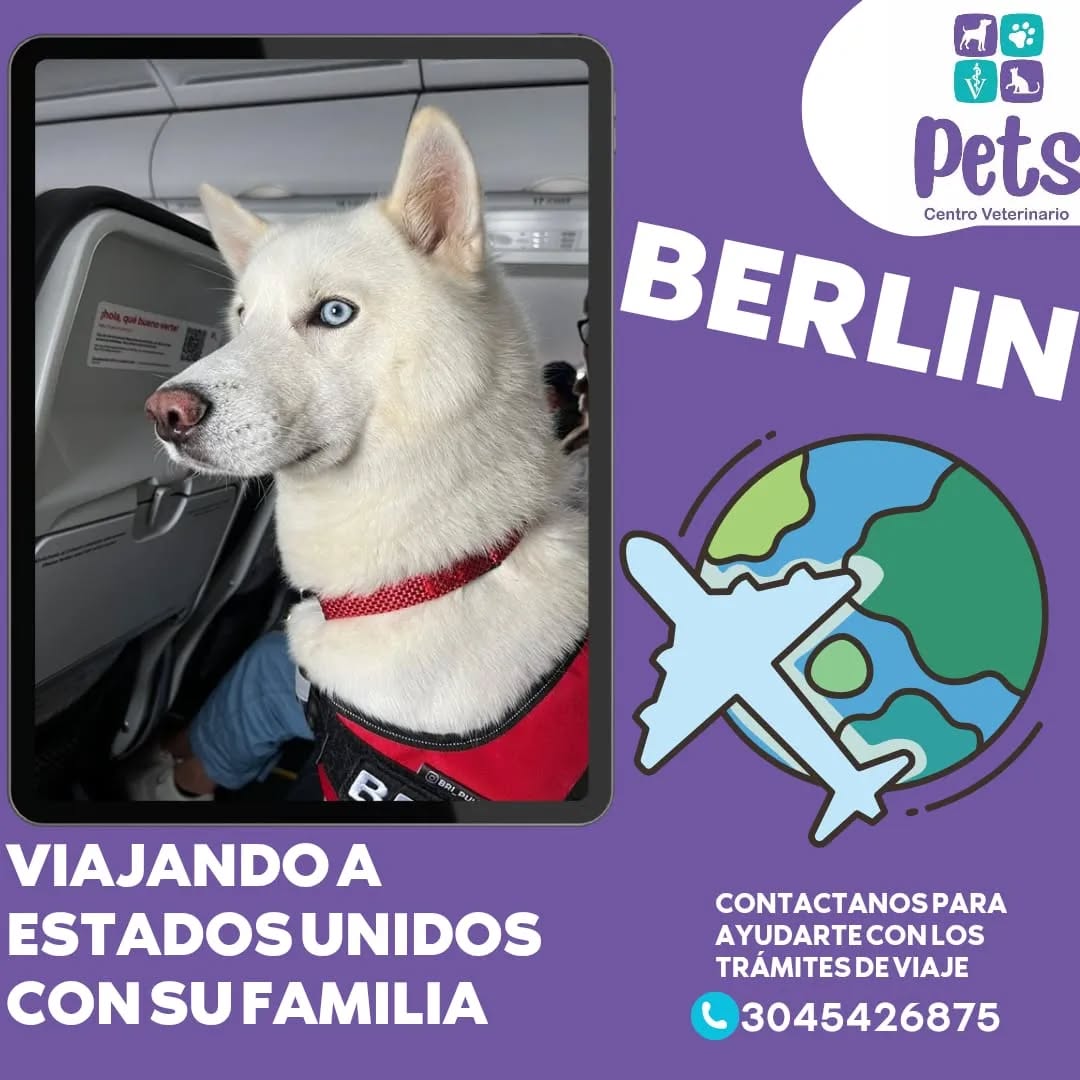 Mascota feliz después del proceso