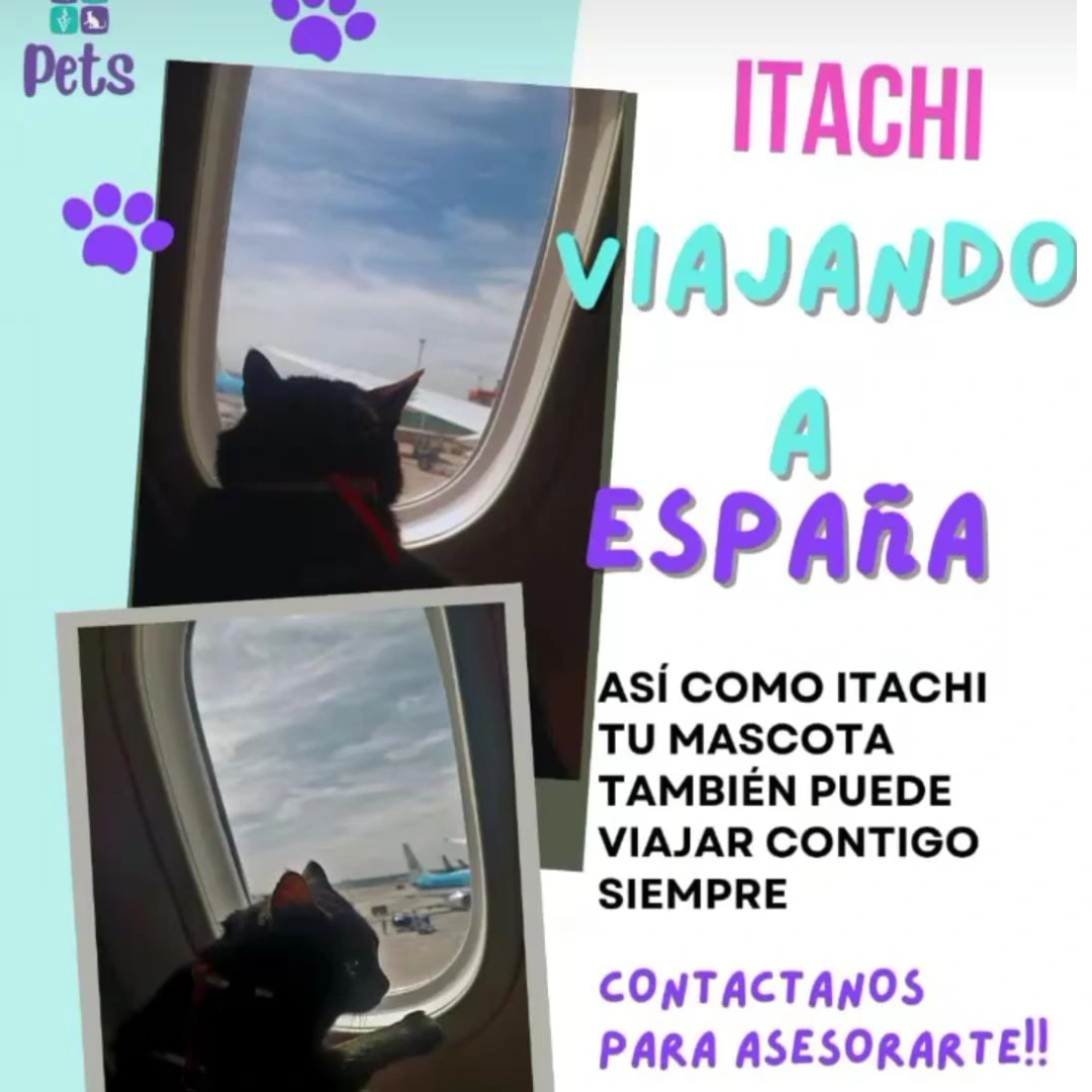 Mascota feliz después del proceso