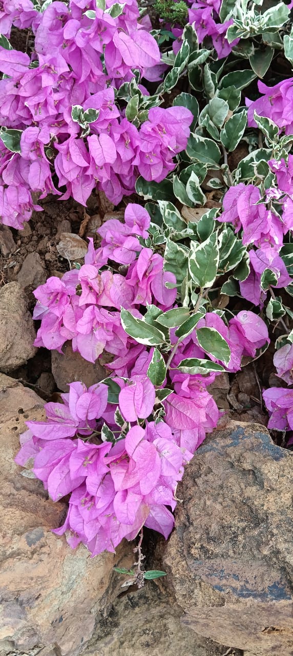 Buganvillas de diversos colores