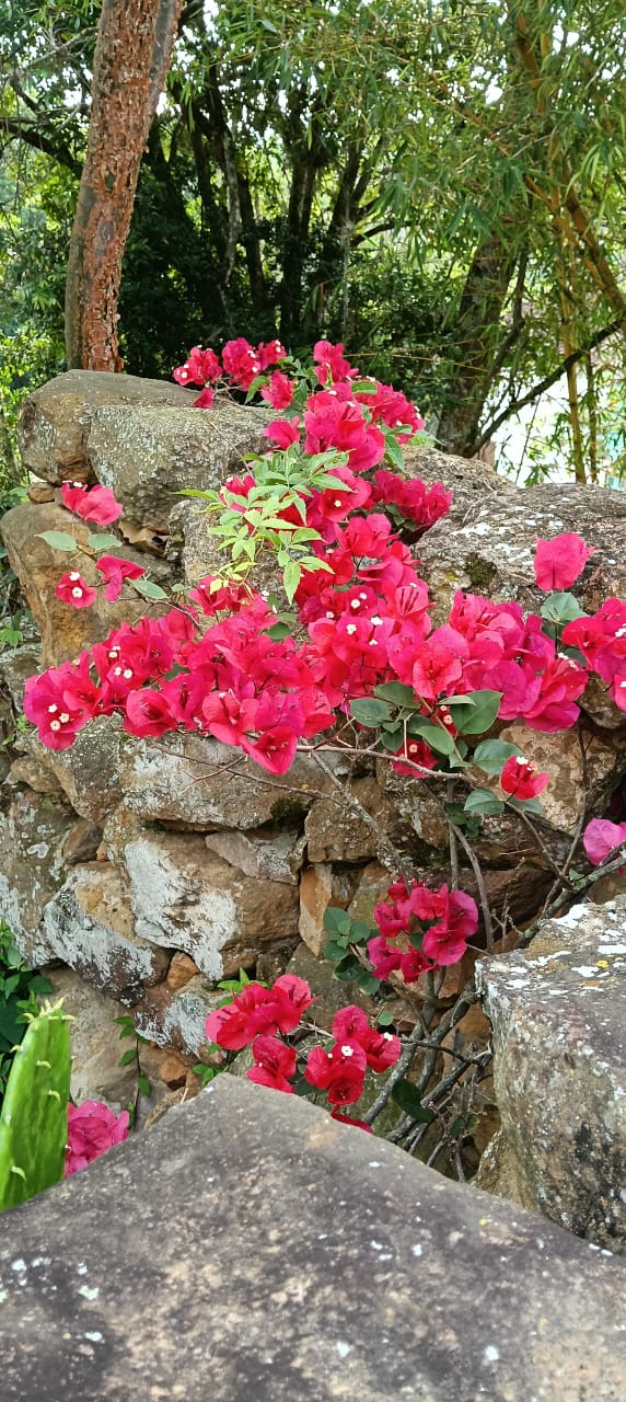 Detalle de buganvillas rosadas