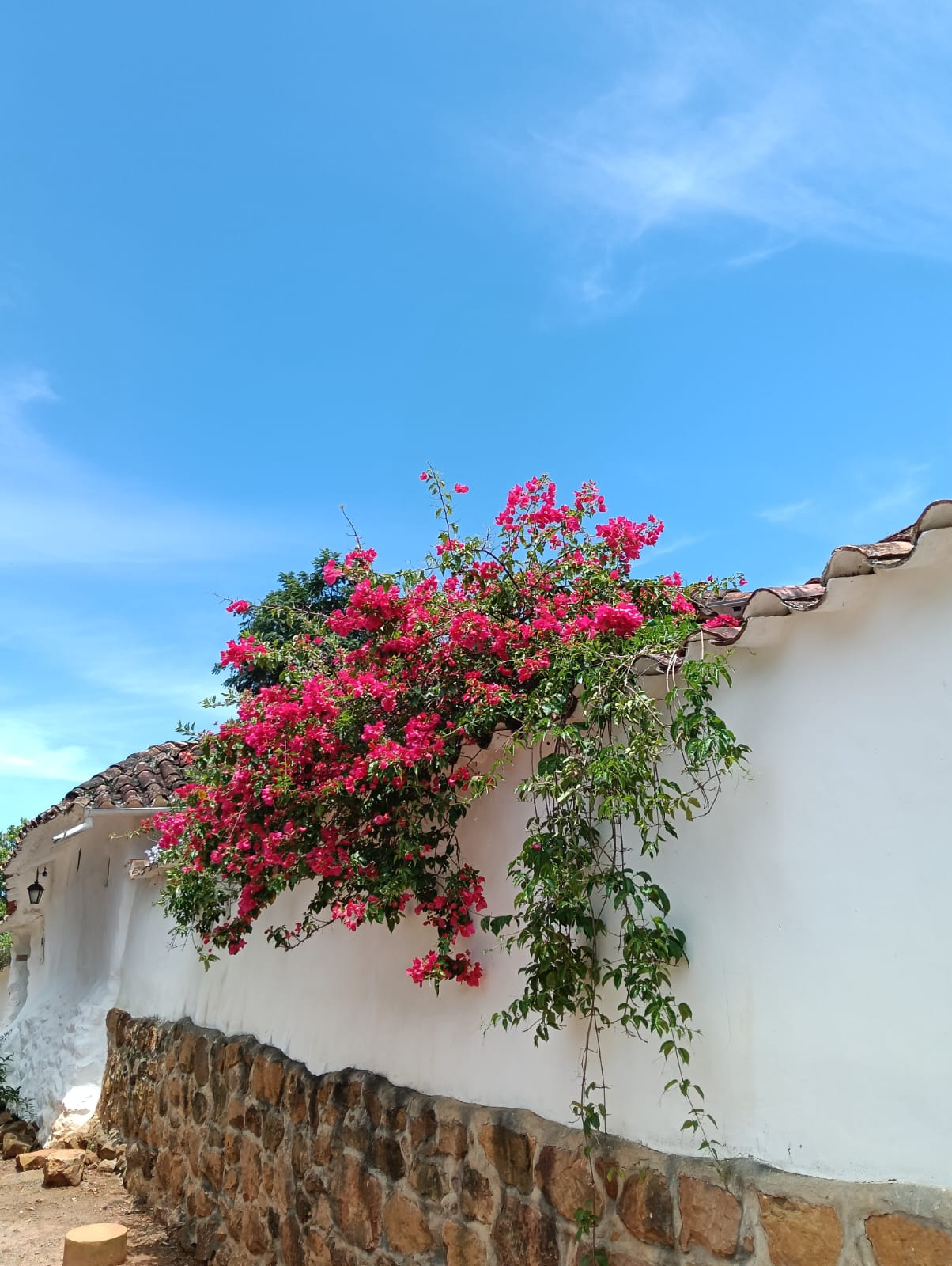 Buganvilla trepando por fachada blanca en Barichara