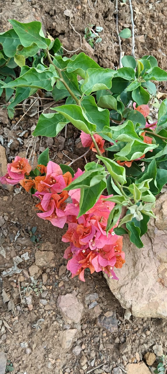 Buganvilla fucsia trepando por el techo