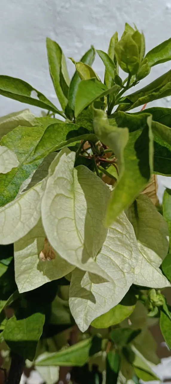 Buganvillas en el paisaje