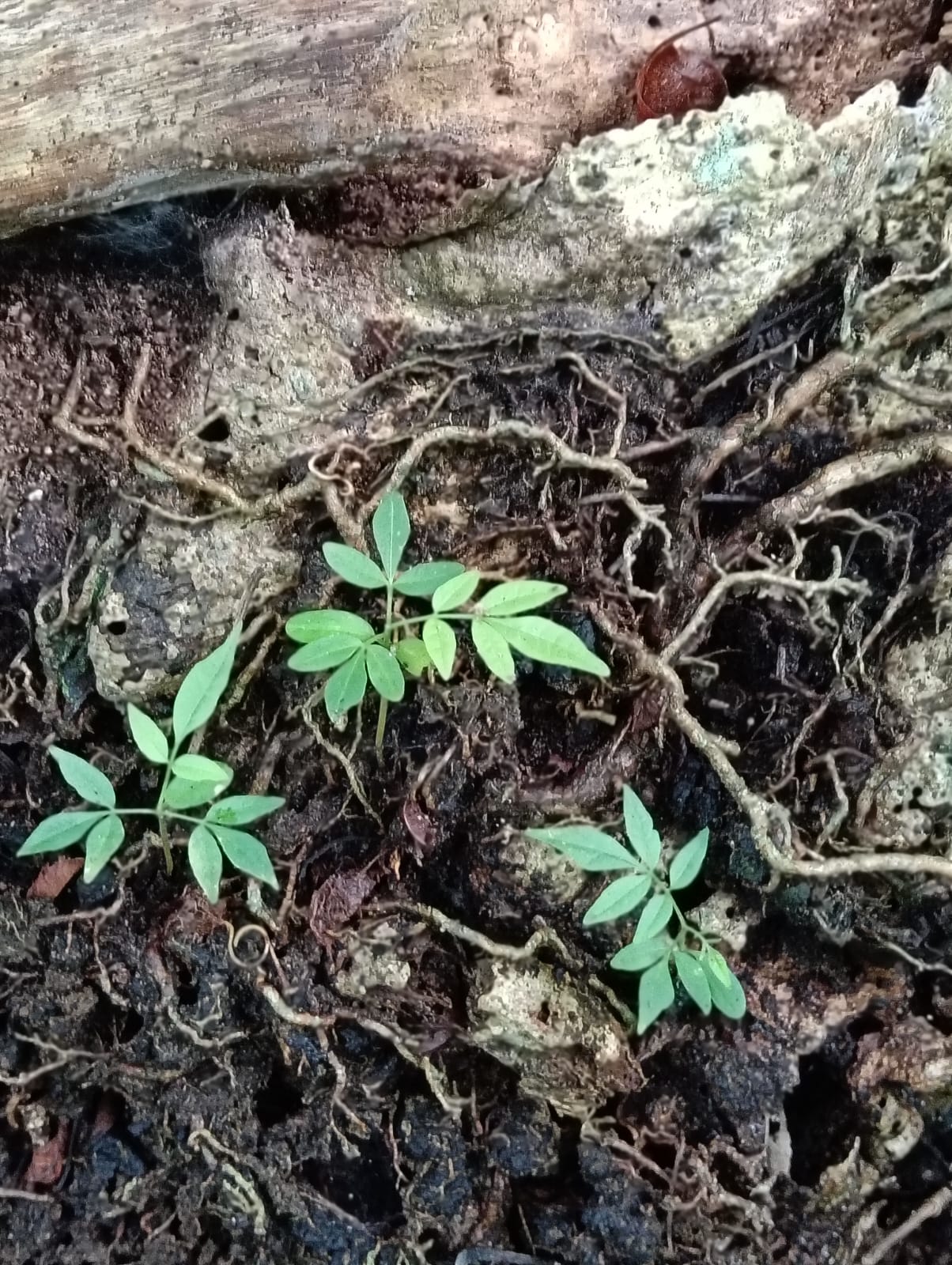 Plantas creciendo en Barichara
