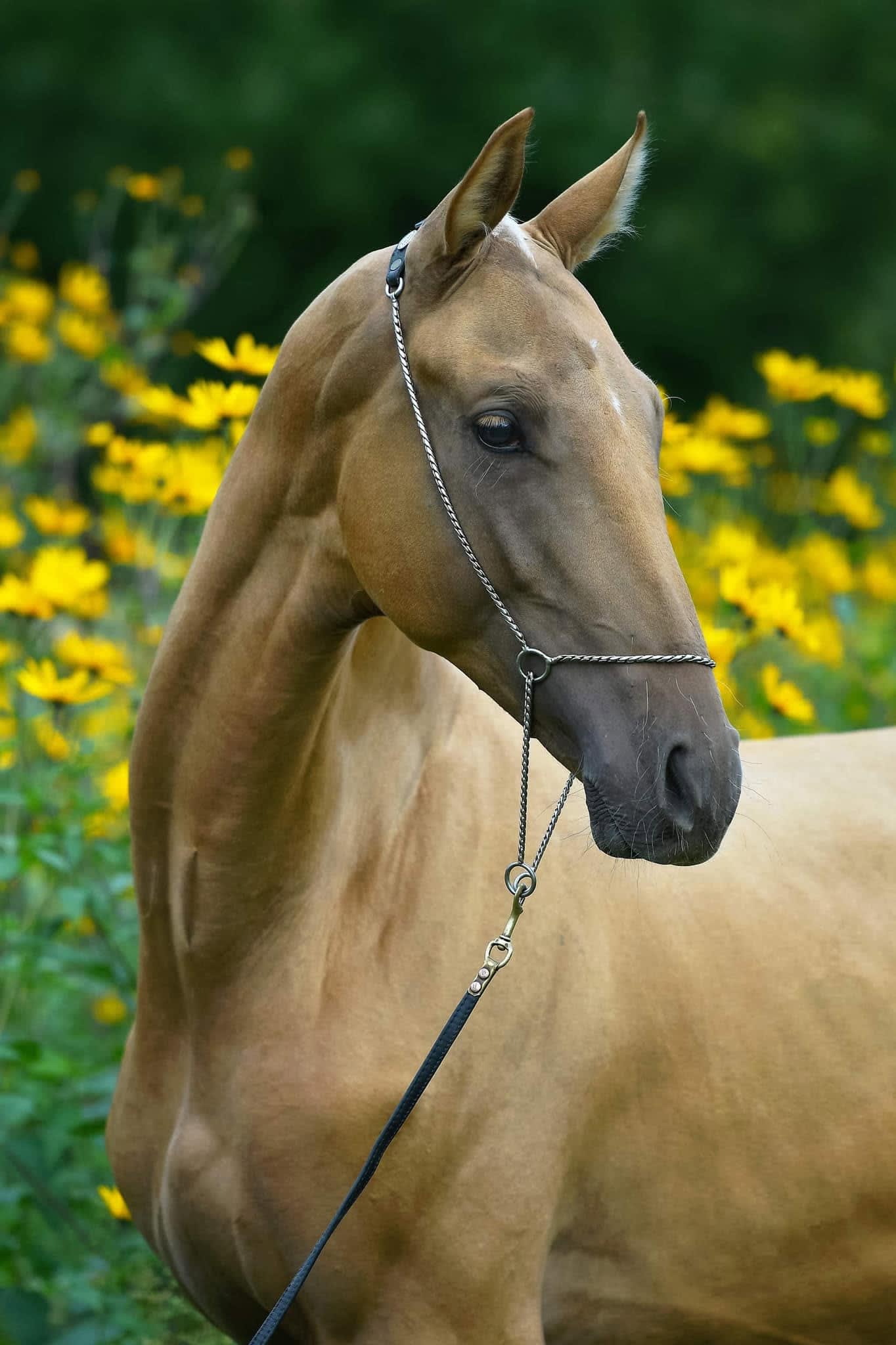 Simba's refined head against a backdrop of summer wildflowers