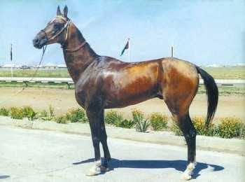 Ýanardag, the 1999 World Champion Akhal-Teke stallion