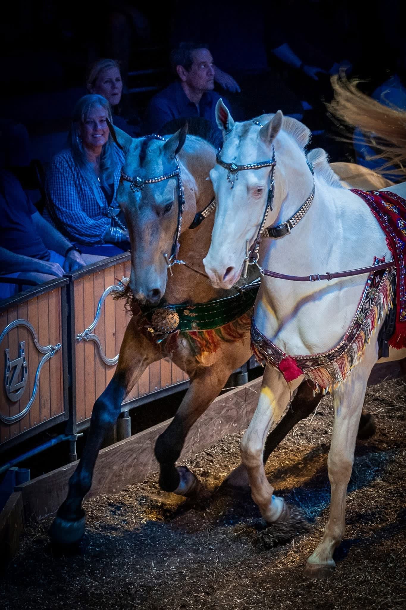 The two costumed Akhal-Tekes performing before the audience